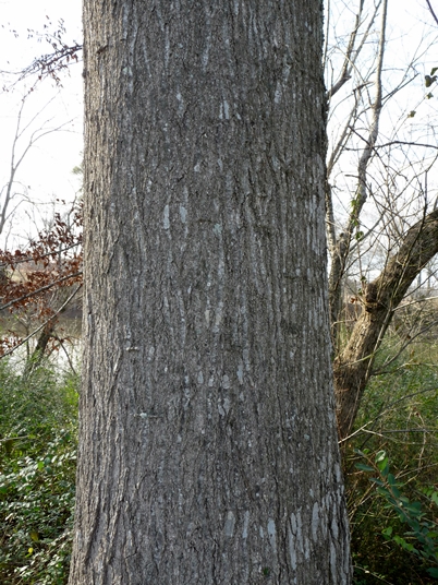 {Quercus shumardii}